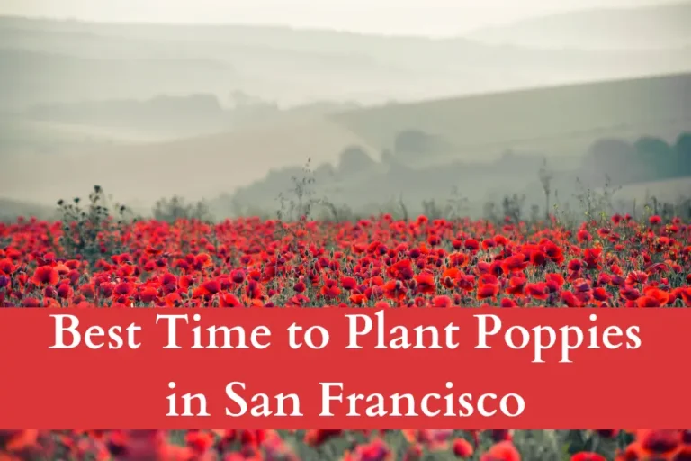 Best Time to Plant Poppies in San Francisco