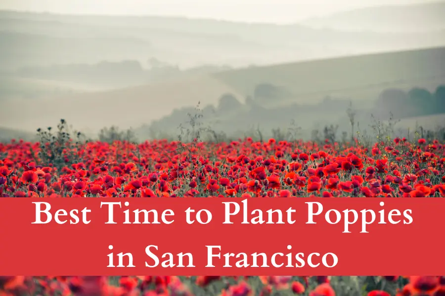 Best Time to Plant Poppies in San Francisco