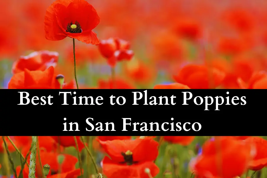 Best Time to Plant Poppies in San Francisco