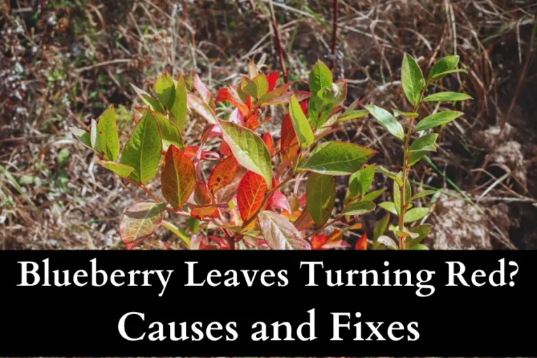 Blueberry Leaves Turning Red