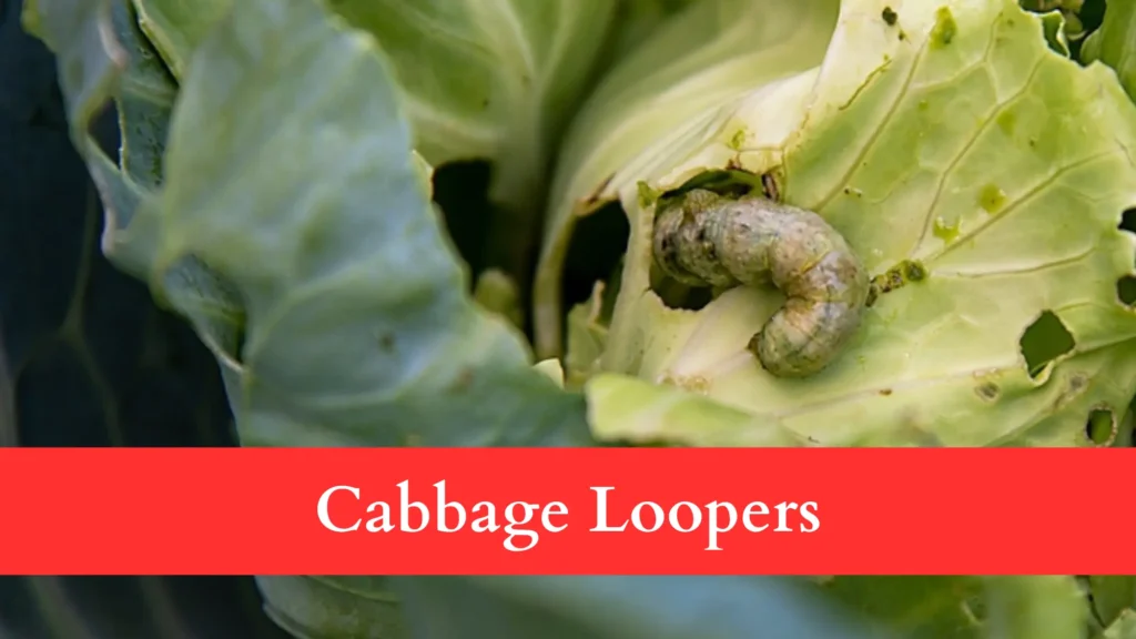 Cabbage Loopers make Holes in Brussels Sprout Leaves