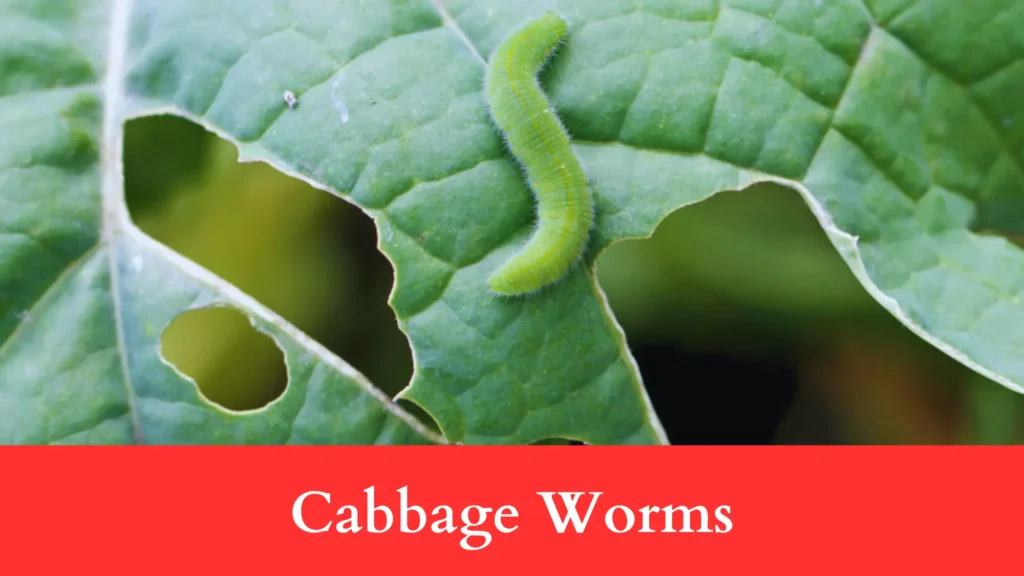 Cabbage Worms make Holes in Brussels Sprout Leaves