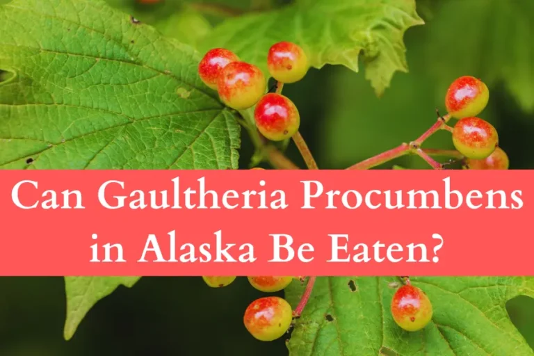 Can Gaultheria Procumbens in Alaska Be Eaten