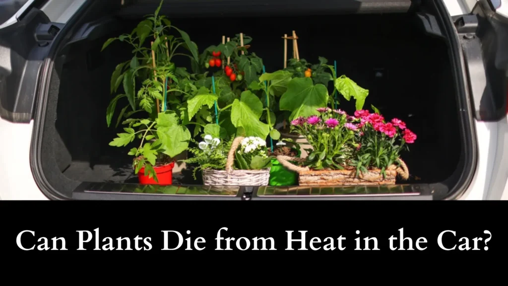 Can Plants Die from Heat in the Car? Protect and Revive Them