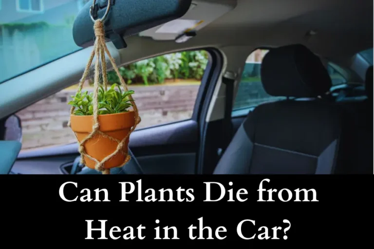 Can Plants Die from Heat in the Car