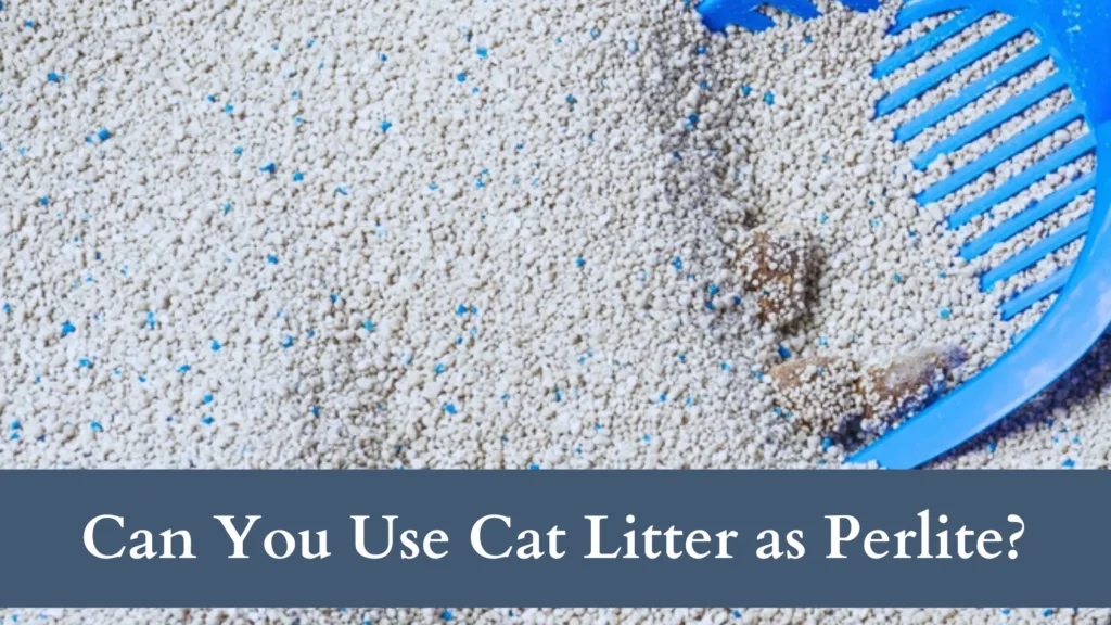 Can You Use Cat Litter as Perlite for Plants? If So, How?