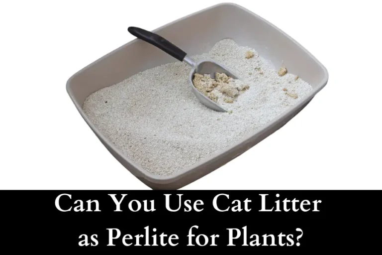 Can You Use Cat Litter as Perlite