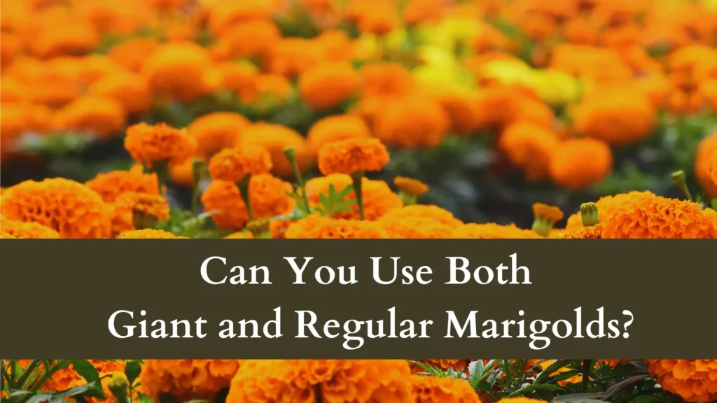 Can You grow Both Giant and Regular Marigolds