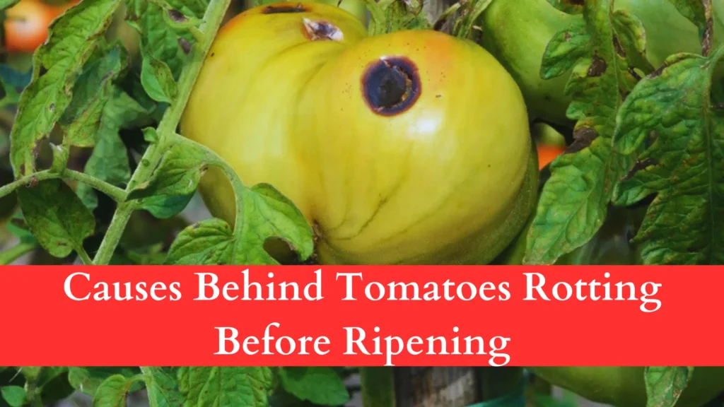 Causes Behind Tomatoes Rotting Before Ripening