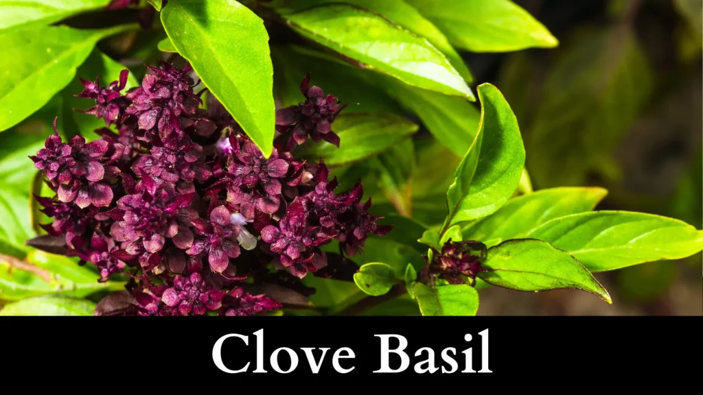 Clove Basil is a garter snake repellent plant