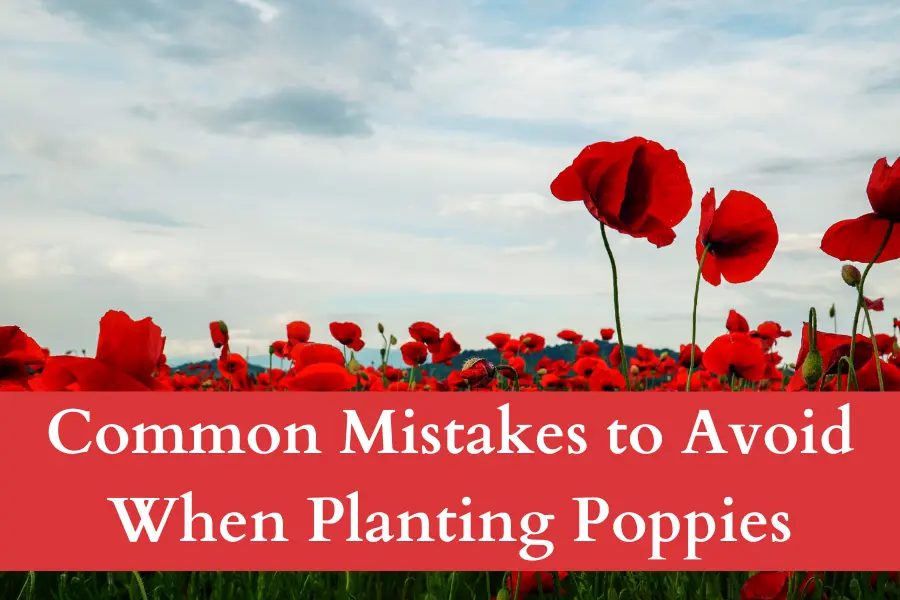 Common Mistakes to Avoid When Planting Poppies in San Francisco