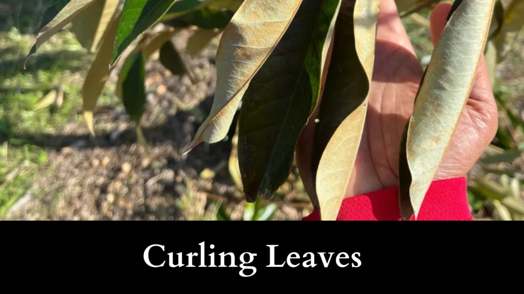 Curling Leaves also mean plants are getting burned