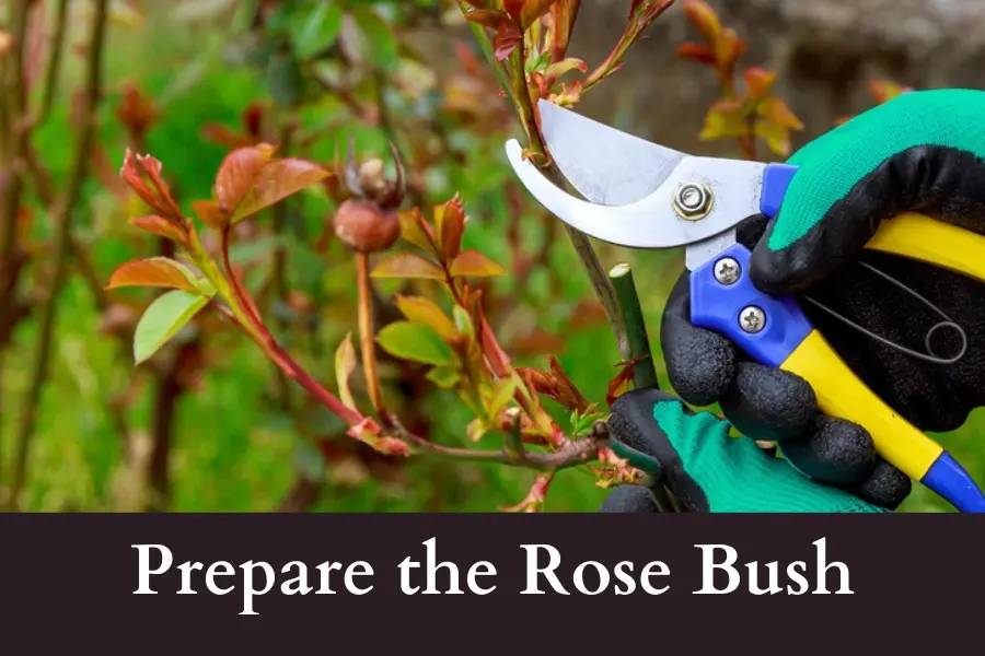 prepare the rose bush before digging it out