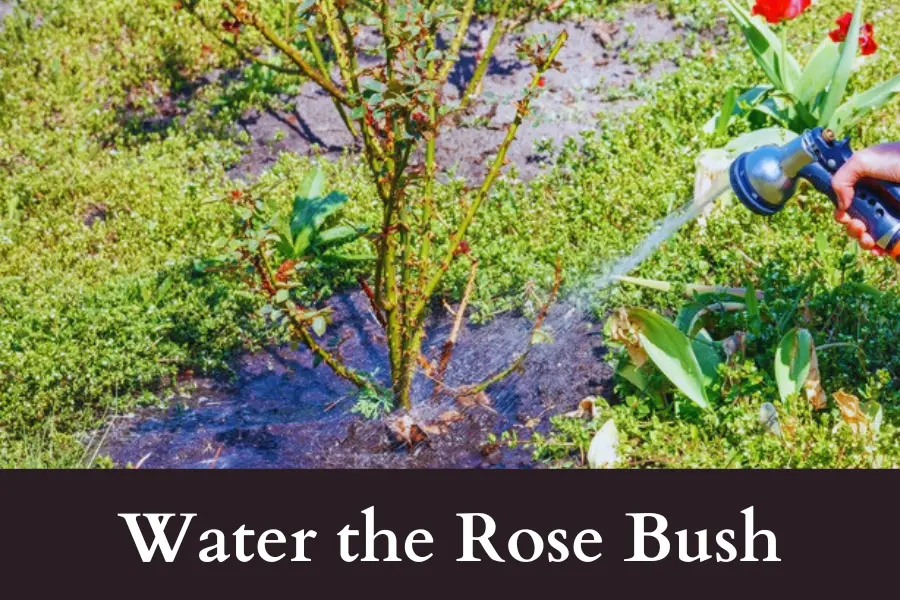 water the rose bush before digging it out