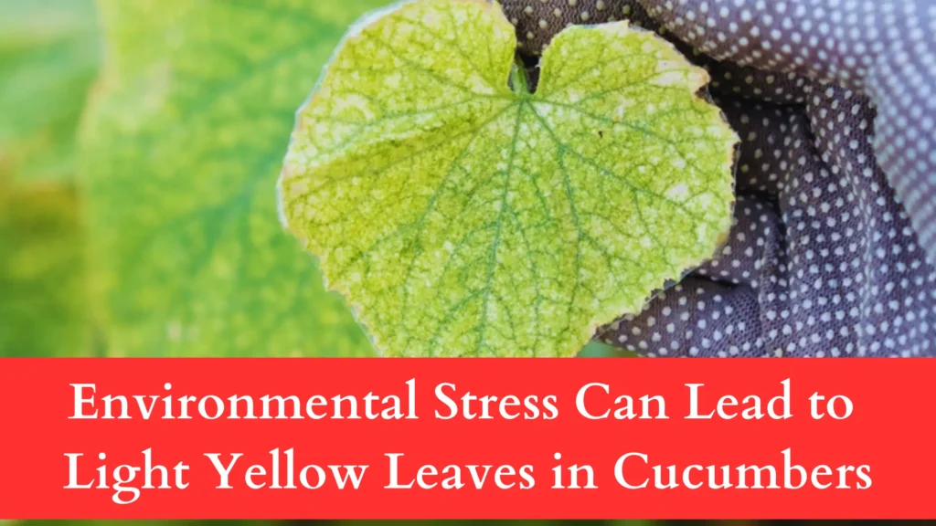 Environmental Stress Can Lead to Light Yellow Leaves in Cucumbers