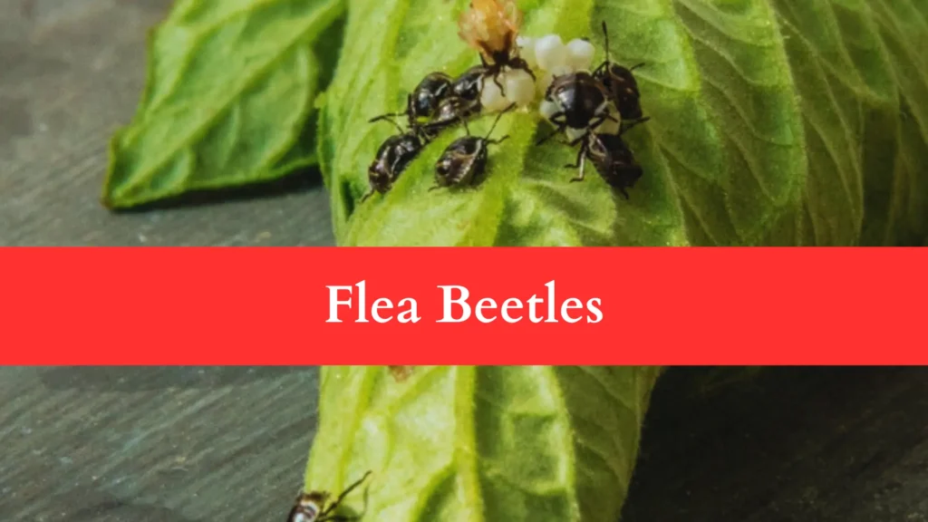 Flea Beetles make Holes in Brussels Sprout Leaves