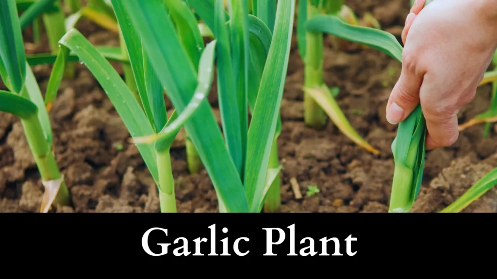 Garlic Plant is a garter snake repellent plant