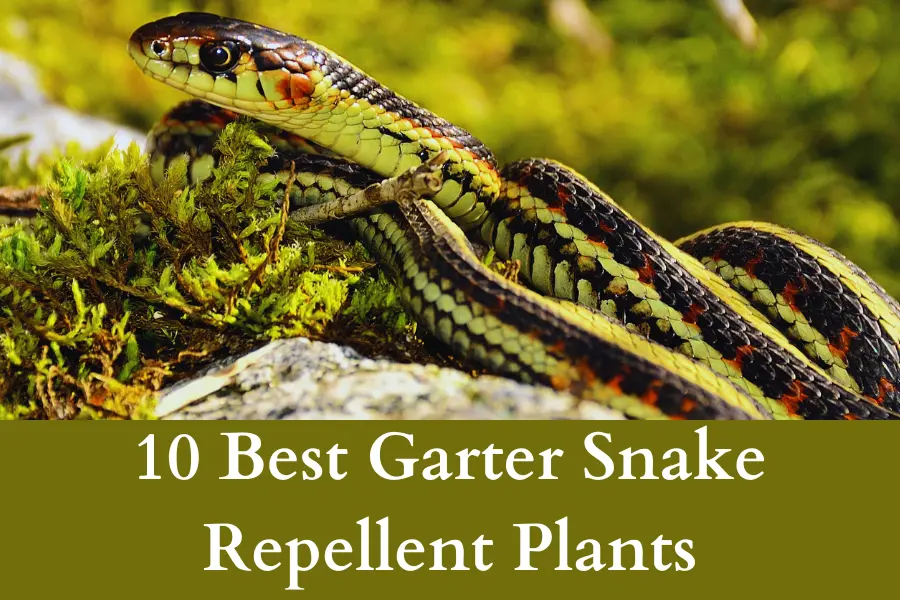 Garter Snake Repellent Plants