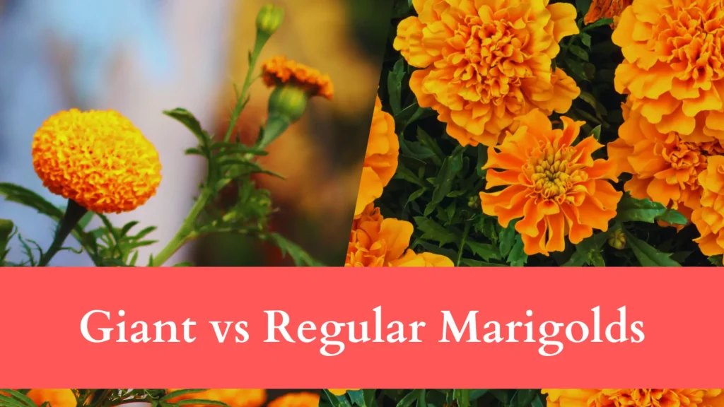 Giant vs Regular Marigolds