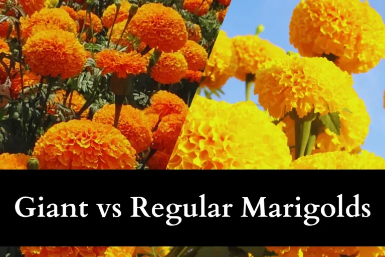 Giant vs Regular Marigolds