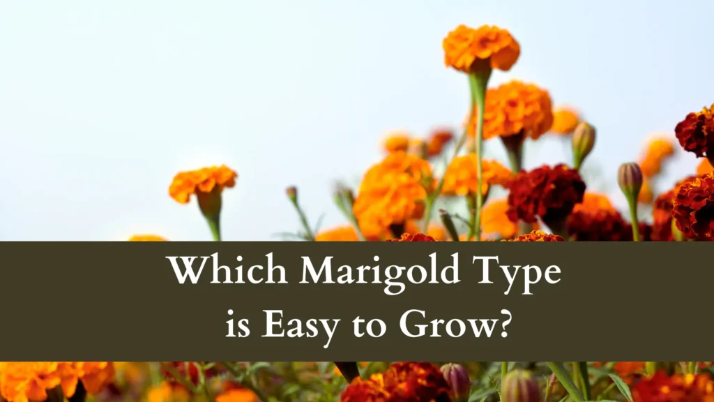 Giant vs Regular Marigolds - Which Marigold Type is Easy to Grow