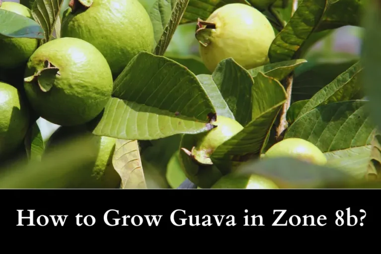 Growing Guava in Zone 8b