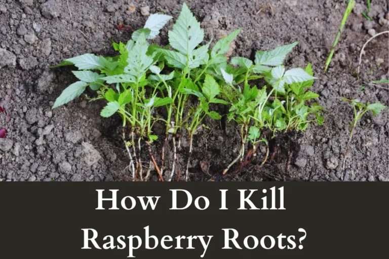 How Do I Kill Raspberry Roots