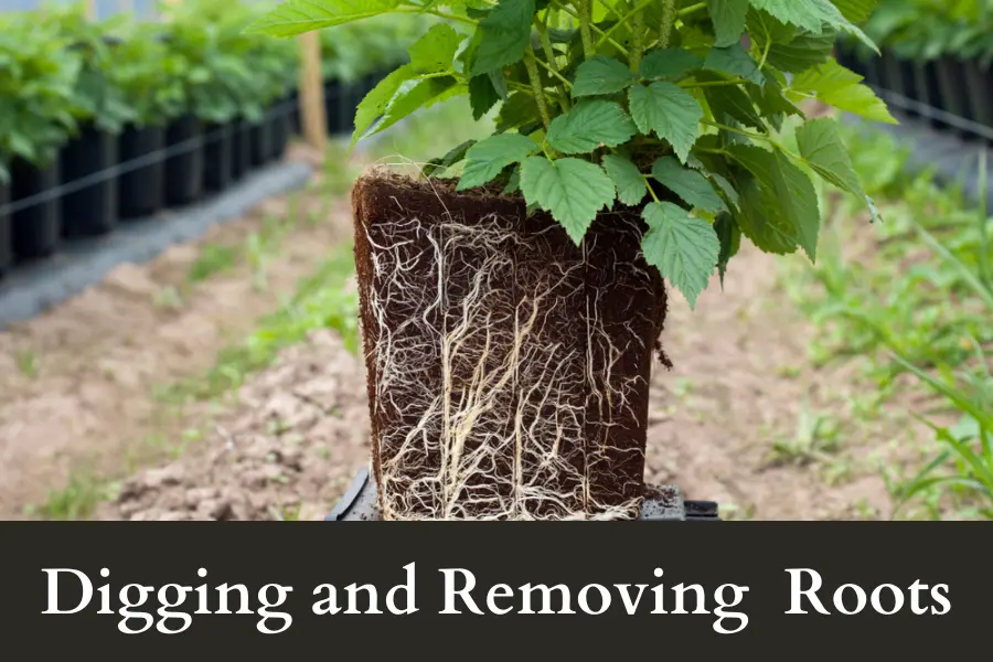 How to Kill Raspberry Roots - Digging and Removing Raspberry Roots