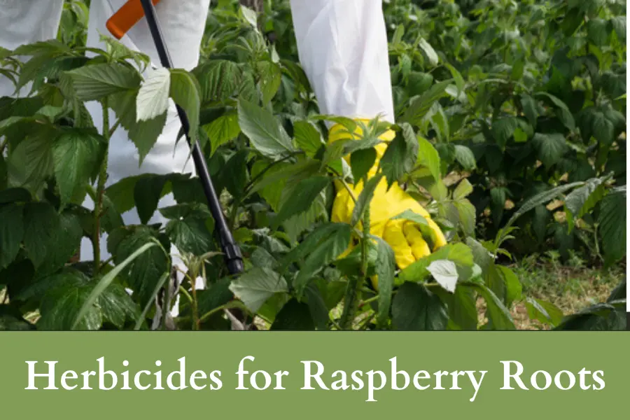 How Do I Kill Raspberry Roots - Herbicides for Raspberry Roots