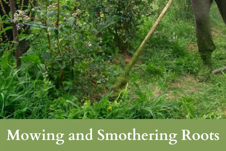 Mowing and Smothering Raspberry Roots can kill them