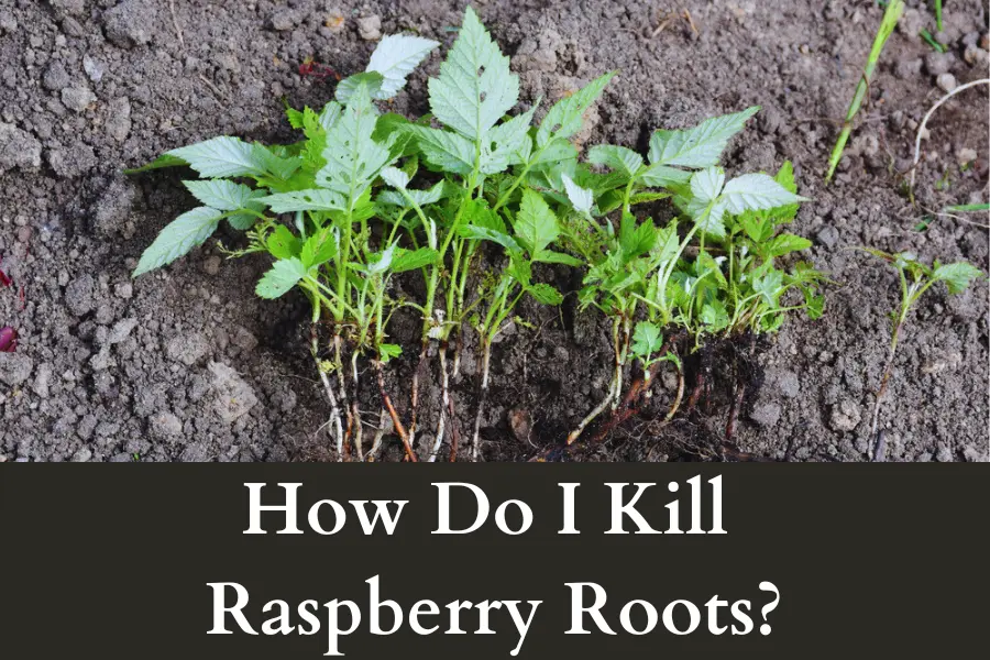 How Do I Kill Raspberry Roots