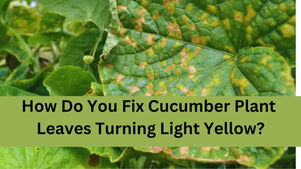 How do you fix cucumber plant leaves turning light yellow