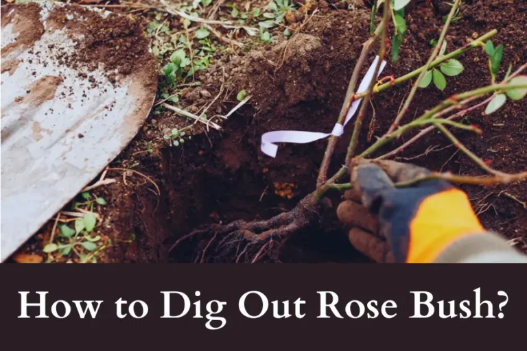 How to Dig Out Rose Bush