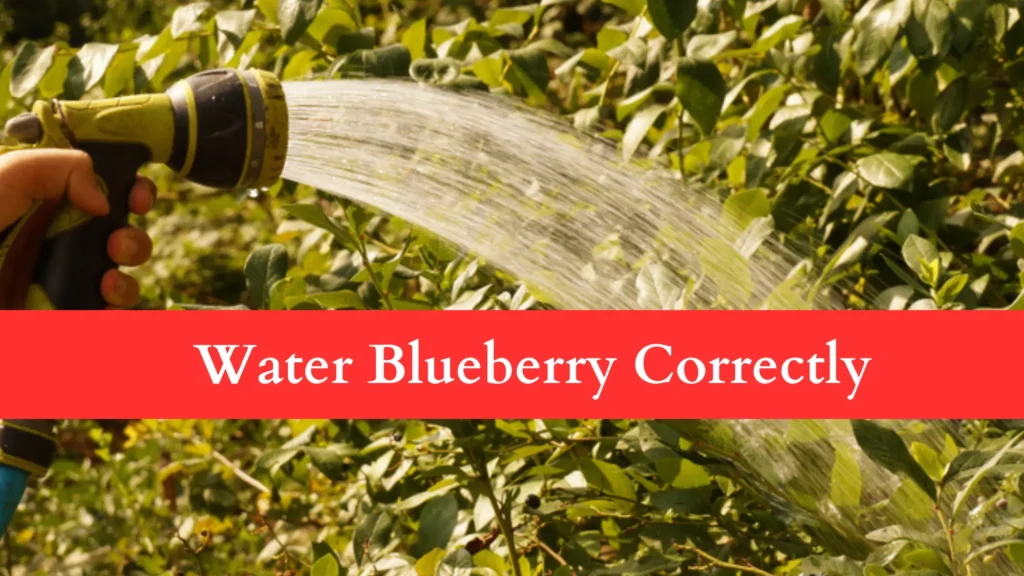 How to Fix Blueberry Leaves Turning Red