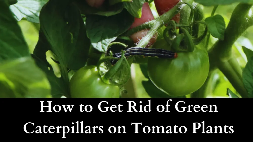 How to Get Rid of Green Caterpillars on Tomato Plants