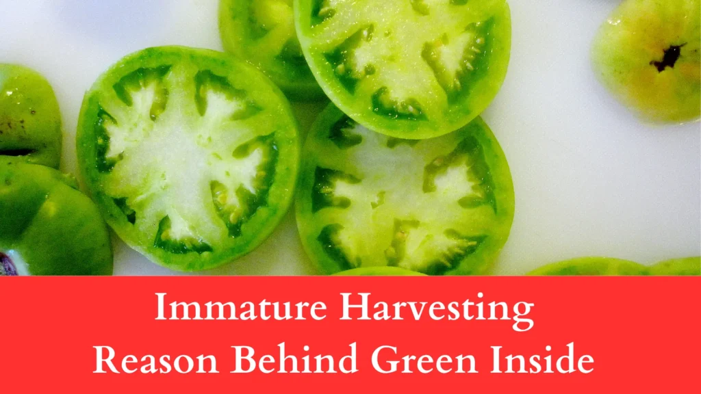 Immature Harvesting reaso behind tomatoes green inside