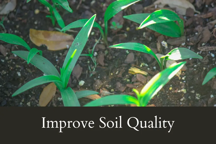 Improve Soil Quality if your Lilies are Slow to Break Ground