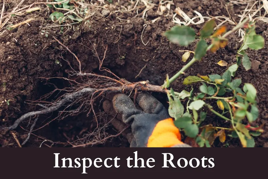 Inspect the Roots after digging out rose bush