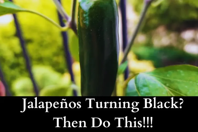 Jalapeños Turning Black