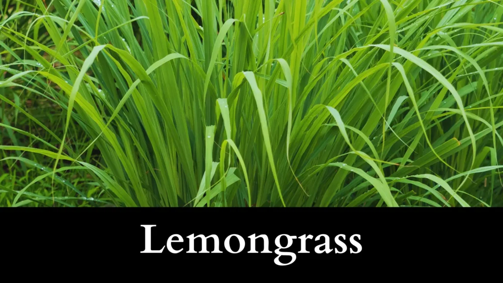 Lemongrass is a garter snake repellent plant