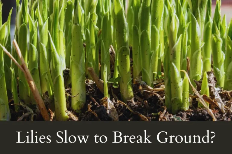 Lilies Slow to Break Ground