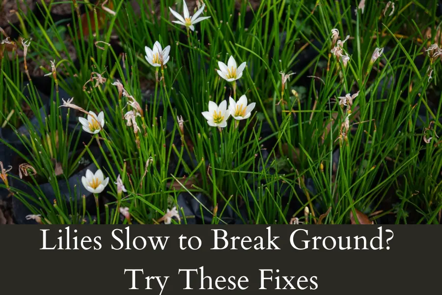 Lilies Slow to Break Ground Try These Fixes