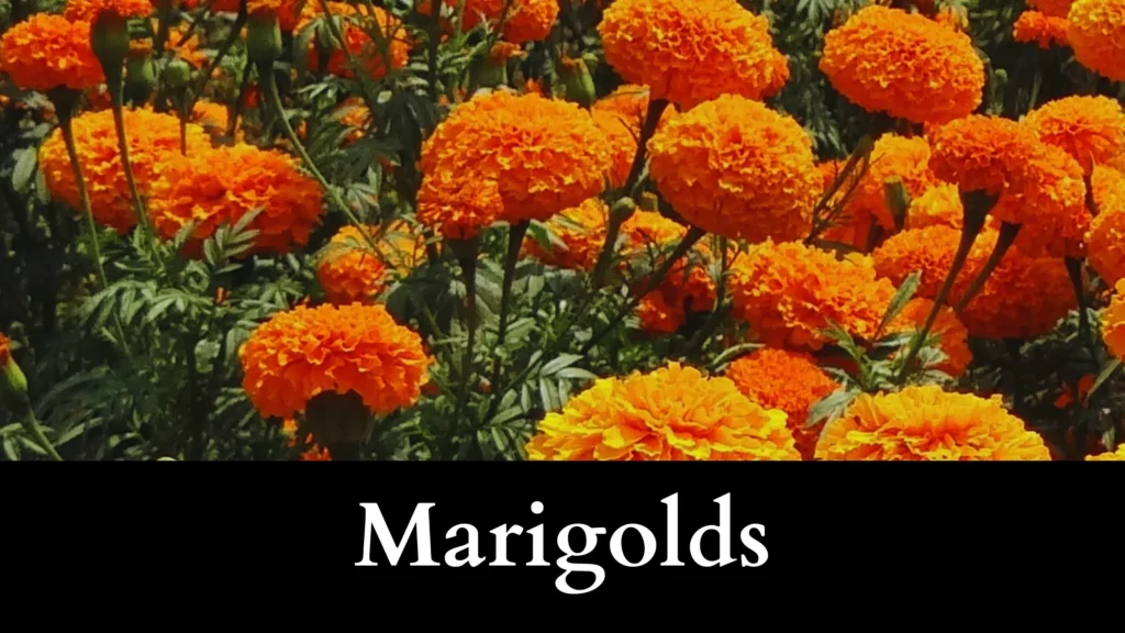 Marigolds are garter snake repellent plants