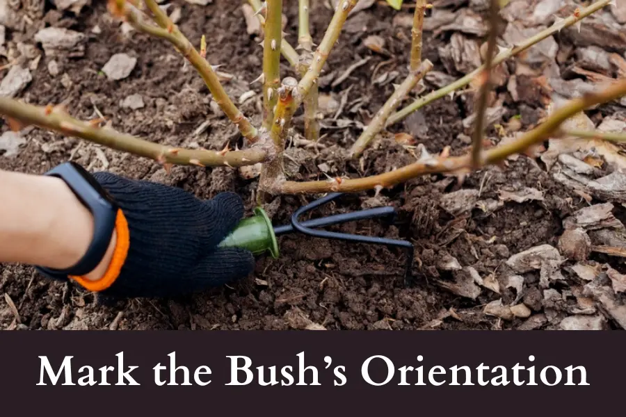 Mark the Rose Bush’s Orientation before digging it out