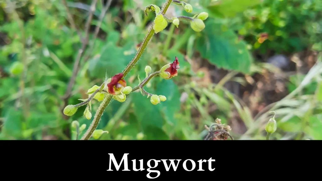 Mugwort is a garter snake repellent plant