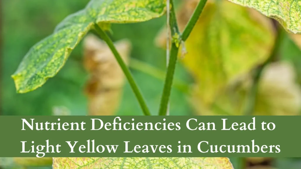 Nutrient Deficiencies Can Lead to Light Yellow Leaves in Cucumbers