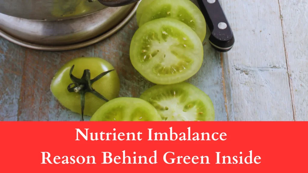 Nutrient Imbalance reason behind tomatoes green inside