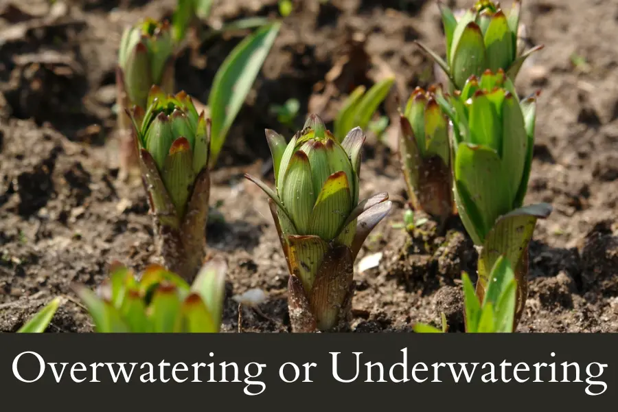 Overwatering or Underwatering can cause lillies to break down slowly