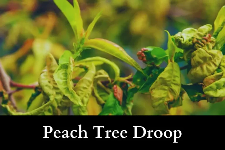 Peach Tree Droop