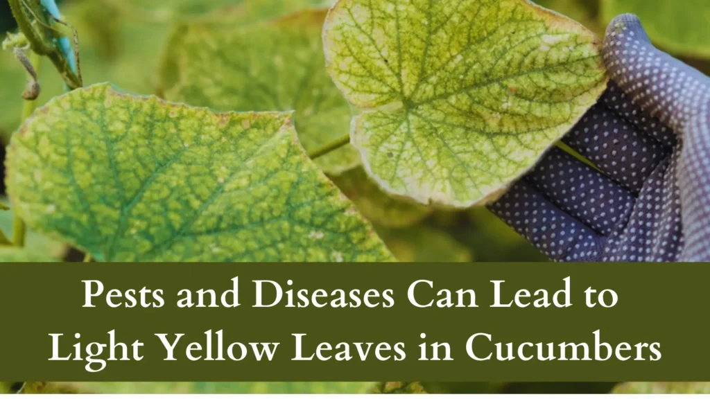 Pests and Diseases Can Lead to Light Yellow Leaves in Cucumbers